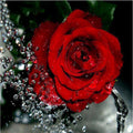 Digital Oil Painting Frameless Rose Canvas Painting